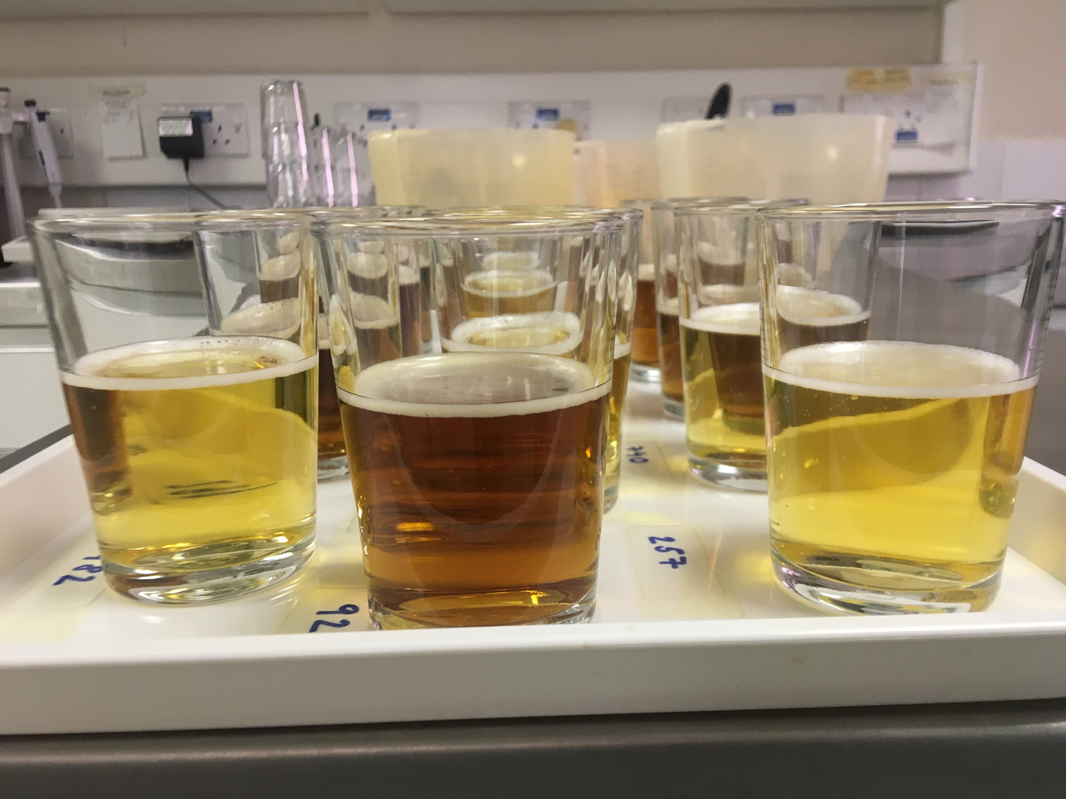 **Beer samples presented to participants **